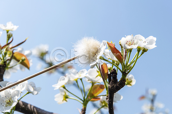 사람없음 JPG 근접촬영 포토 과수원 막대기 배꽃 배나무 솜 수분(꽃가루) 야외 원예 인공수분 하늘