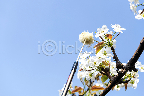 사람없음 JPG 포토 과수원 막대기 배꽃 배나무 솜 수분(꽃가루) 야외 인공수분 하늘