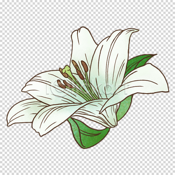 사람없음 PNG 편집이미지 누끼 백합(꽃) 봄 잎 흰색
