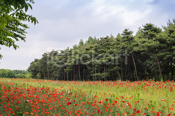 편안함 사람없음 JPG 포토 나무 빨간색 야외 양귀비 여름꽃 자연 주간 풀(식물) 하늘