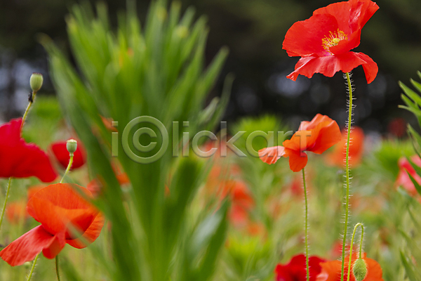 편안함 사람없음 JPG 근접촬영 소프트포커스 아웃포커스 포토 빨간색 야외 양귀비 여름꽃 자연 주간 풀(식물)