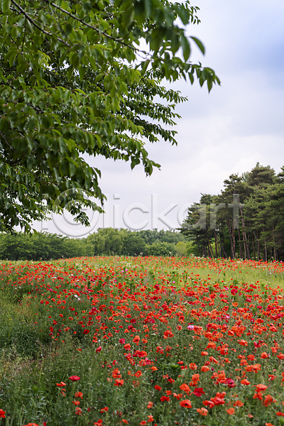 편안함 사람없음 JPG 포토 나무 빨간색 야외 양귀비 여름꽃 자연 주간 풀(식물) 하늘