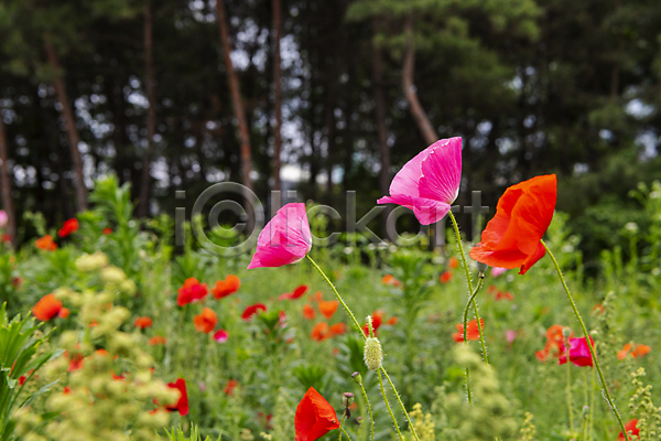 편안함 사람없음 JPG 아웃포커스 포토 빨간색 야외 양귀비 여름꽃 자연 주간 풀(식물)