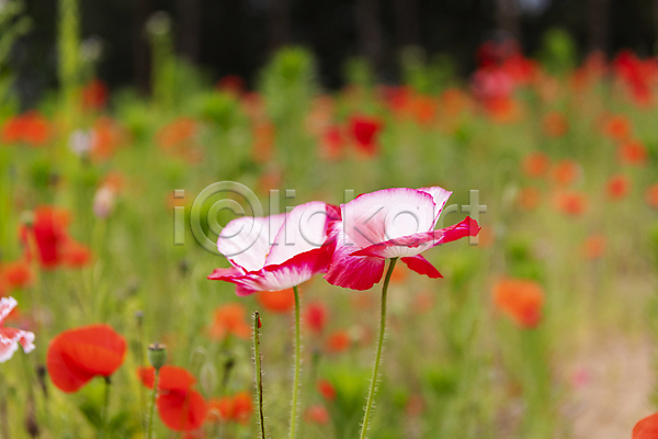 편안함 사람없음 JPG 근접촬영 아웃포커스 포토 빨간색 야외 양귀비 여름꽃 자연 주간 풀(식물)
