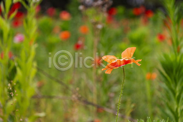 편안함 사람없음 JPG 근접촬영 아웃포커스 포토 빨간색 야외 양귀비 여름꽃 자연 주간 풀(식물)