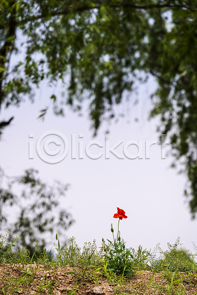 편안함 사람없음 JPG 아웃포커스 포토 나무 빨간색 야외 양귀비 여름꽃 자연 주간 풀(식물) 하늘