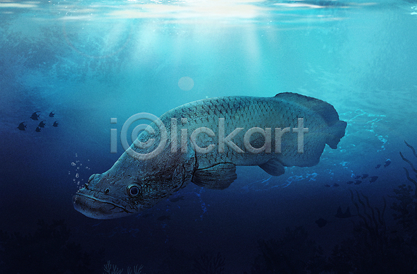 사람없음 PSD 일러스트 바다 바닷속 수중 수중동물 아쿠아리움 파란색 피라루쿠 한마리