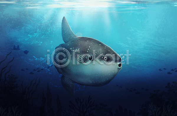 사람없음 PSD 일러스트 개복치 바다 바닷속 수중 수중동물 아쿠아리움 파란색 한마리