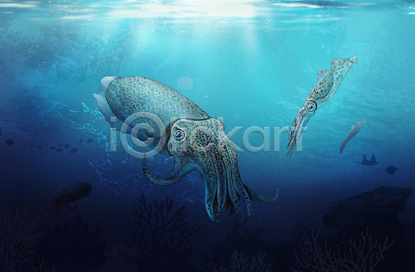 사람없음 PSD 일러스트 갑오징어 두마리 바다 바닷속 수중 수중동물 아쿠아리움 오징어 파란색