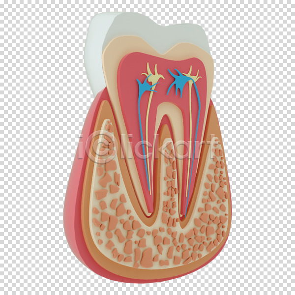 사람없음 3D PNG 디지털합성 편집이미지 3D소스 누끼 단면 치아 치아모형 편집 편집소스