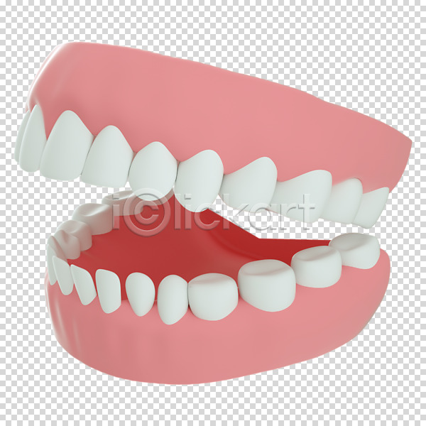 사람없음 3D PNG 디지털합성 편집이미지 3D소스 구강 누끼 치아 치아모형 편집 편집소스