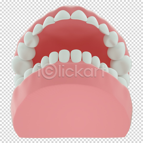 사람없음 3D PNG 디지털합성 편집이미지 3D소스 구강 누끼 치아 치아모형 편집 편집소스