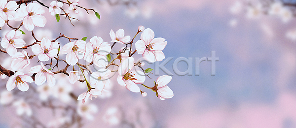 사람없음 PSD 일러스트 백그라운드 벚꽃 벚나무 봄 봄꽃 봄풍경 자연 풍경(경치)
