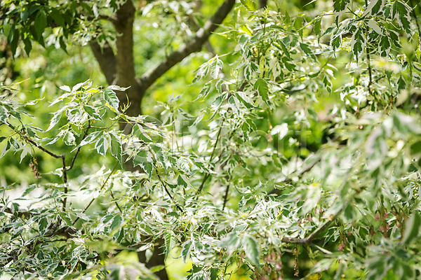 사람없음 JPG 포토 가평 나무 백그라운드 야외 여름풍경 자연 주간 초록색