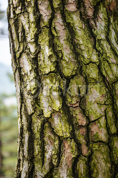 사람없음 JPG 근접촬영 아웃포커스 포토 가평 나무껍질 백그라운드 소나무 야외 여름풍경 자연 주간