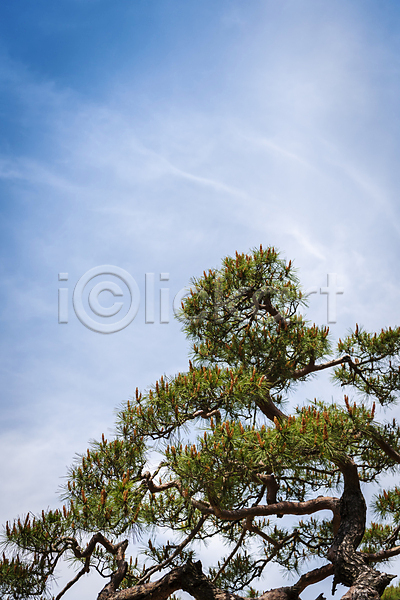 사람없음 JPG 포토 가평 구름(자연) 백그라운드 소나무 야외 여름풍경 자연 주간 하늘
