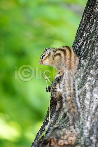 사람없음 JPG 아웃포커스 포토 가평 나무 다람쥐 백그라운드 야외 여름풍경 자연 주간