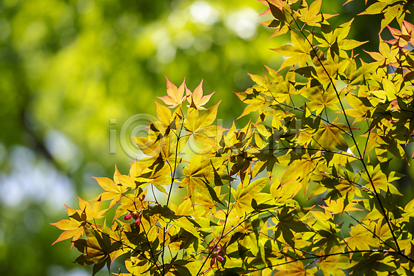 사람없음 JPG 아웃포커스 포토 가평 나뭇잎 단풍 백그라운드 야외 여름풍경 연두색 자연 주간 햇빛