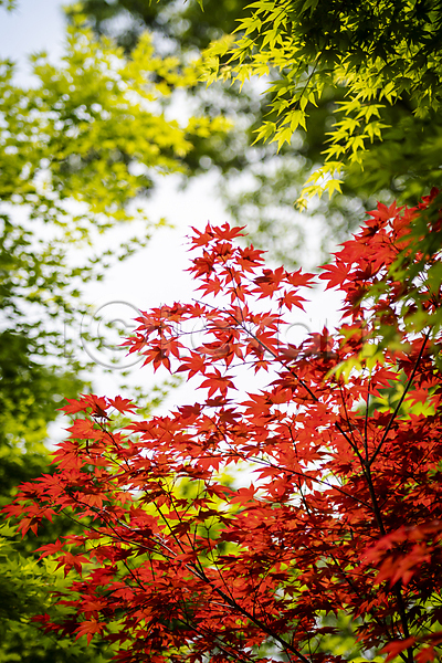 사람없음 JPG 아웃포커스 포토 가평 단풍 백그라운드 빨간색 야외 여름풍경 자연 주간