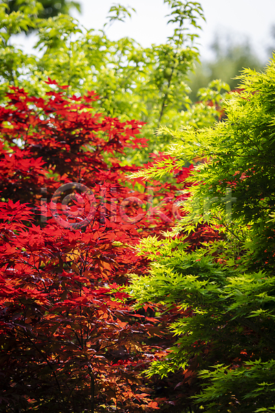 사람없음 JPG 포토 가평 단풍 백그라운드 빨간색 야외 여름풍경 자연 주간 초록색