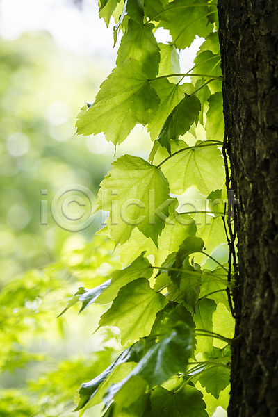 사람없음 JPG 포토 가평 나뭇잎 백그라운드 야외 여름풍경 연두색 자연 주간