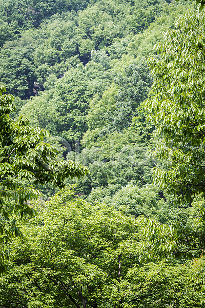 사람없음 JPG 포토 가평 백그라운드 숲 야외 여름풍경 자연 주간 초록색