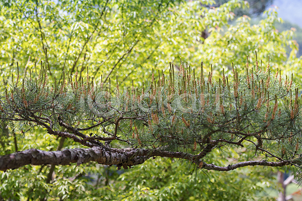 사람없음 JPG 포토 가평 나뭇가지 백그라운드 소나무 솔잎 야외 여름풍경 자연 주간 초록색