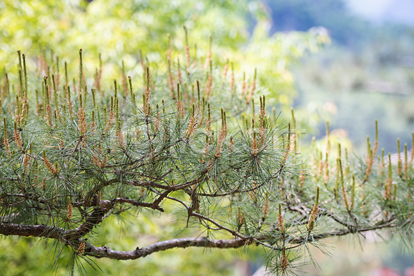 사람없음 JPG 아웃포커스 포토 가평 백그라운드 소나무 솔잎 야외 여름풍경 자연 주간 초록색