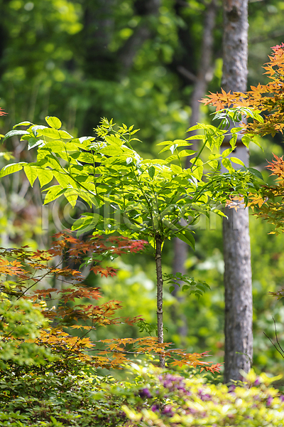 사람없음 JPG 아웃포커스 포토 가평 나무 단풍 백그라운드 야외 여름풍경 연두색 자연 주간