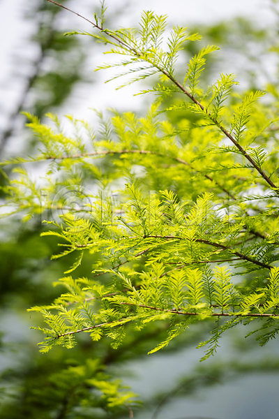 사람없음 JPG 아웃포커스 포토 가평 나뭇가지 백그라운드 야외 여름풍경 연두색 자연 주간 초록색