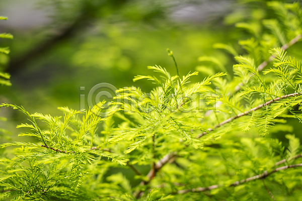 사람없음 JPG 아웃포커스 포토 가평 나무 나뭇가지 백그라운드 야외 여름풍경 연두색 자연 주간 초록색