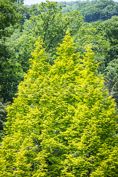사람없음 JPG 포토 가평 나무 백그라운드 야외 여름풍경 연두색 자연 주간 초록색