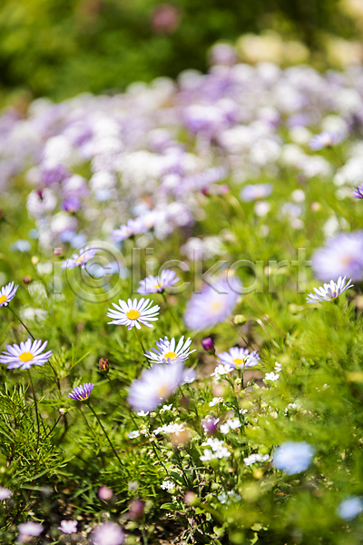 사람없음 JPG 소프트포커스 아웃포커스 포토 가평 들꽃 백그라운드 야외 여름풍경 연보라색 자연 주간