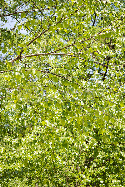 사람없음 JPG 포토 가평 나무 백그라운드 야외 여름풍경 연두색 자연 주간