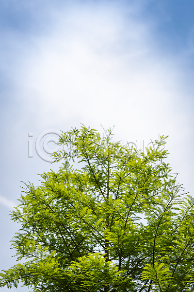 사람없음 JPG 포토 가평 구름(자연) 나무 백그라운드 야외 여름풍경 자연 주간 하늘