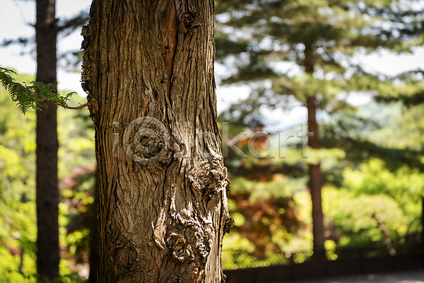 사람없음 JPG 아웃포커스 포토 가평 나무 백그라운드 소나무 야외 여름풍경 자연 주간