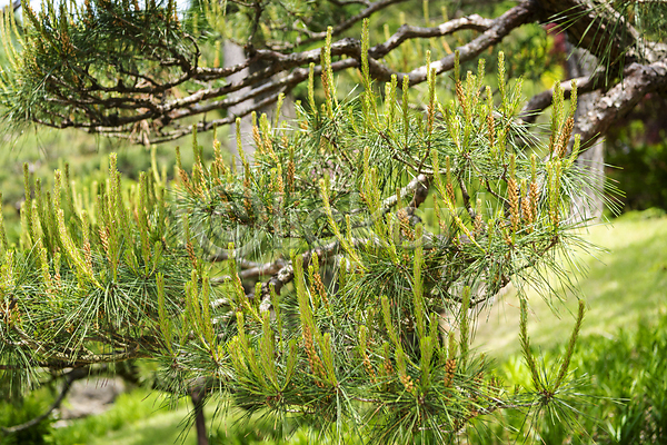 사람없음 JPG 포토 가평 백그라운드 소나무 야외 여름풍경 자연 주간 초록색