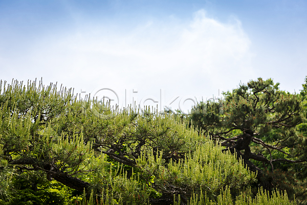 사람없음 JPG 포토 가평 백그라운드 소나무 야외 여름풍경 자연 주간 하늘