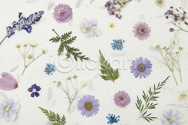감성 사람없음 JPG 포토 꽃 꽃백그라운드 백그라운드 스튜디오촬영 압화 잎 카피스페이스 한지 흰색