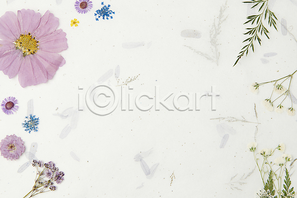 감성 사람없음 JPG 포토 꽃 꽃백그라운드 백그라운드 스튜디오촬영 압화 잎 카피스페이스 한지 흰색