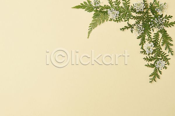 감성 사람없음 JPG 포토 꽃 꽃백그라운드 노란색 백그라운드 스튜디오촬영 압화 잎 카피스페이스