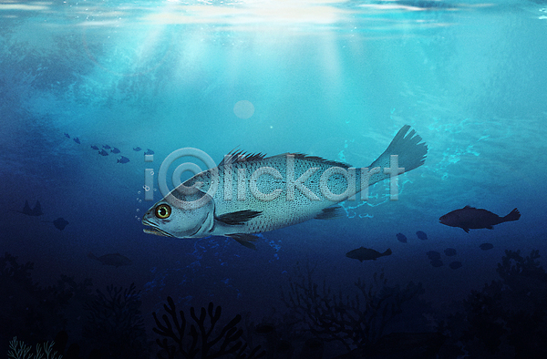 사람없음 PSD 일러스트 민어 바다 바다동물 바닷속 수중 수중동물 파란색 한마리