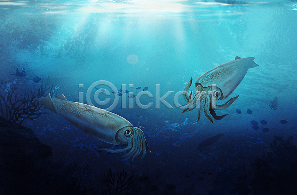 사람없음 PSD 일러스트 두마리 바다 바다동물 바닷속 수중 수중동물 연체동물 파란색 한치