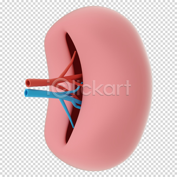 사람없음 3D PNG 디지털합성 편집이미지 3D소스 누끼 신장 장기(의학) 편집 편집소스