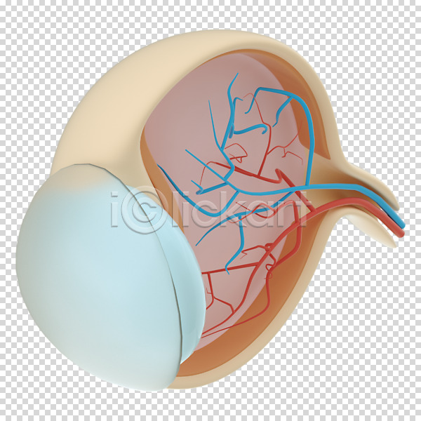 사람없음 3D PNG 디지털합성 편집이미지 3D소스 누끼 눈(신체부위) 단면도 시신경 안구해부도 장기(의학) 편집 편집소스 혈관