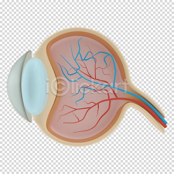 사람없음 3D PNG 디지털합성 편집이미지 3D소스 누끼 눈(신체부위) 단면도 시신경 안구해부도 장기(의학) 편집 편집소스 혈관