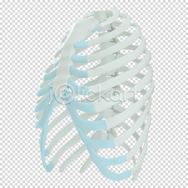 사람없음 3D PNG 디지털합성 편집이미지 3D소스 가슴뼈 누끼 뼈 편집 편집소스 흰색