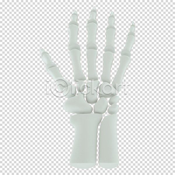 사람없음 3D PNG 디지털합성 편집이미지 3D소스 누끼 뼈 손 손가락뼈 편집 편집소스 흰색