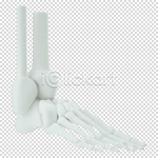 사람없음 3D PNG 디지털합성 편집이미지 3D소스 누끼 발뼈 뼈 편집 편집소스 흰색