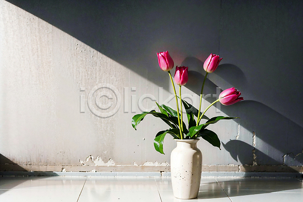 사람없음 JPG 포토 그림자 꽃병 벽 분홍색 빛 스튜디오촬영 실내 튤립
